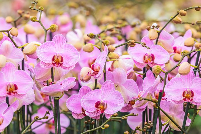 胡蝶蘭の花とつぼみ