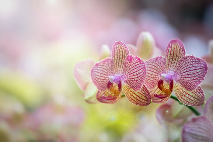 縞模様の胡蝶蘭のアップ