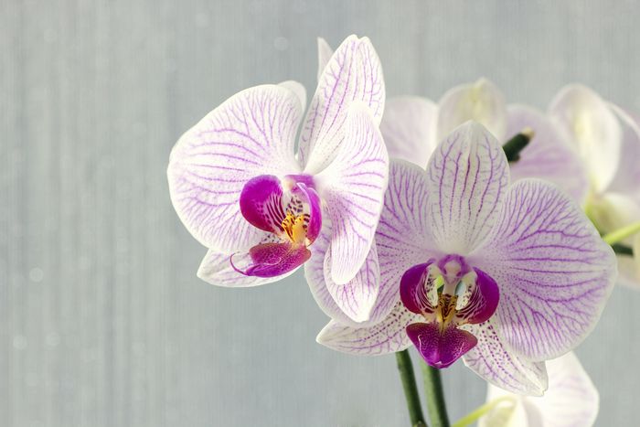 白と紫の胡蝶蘭