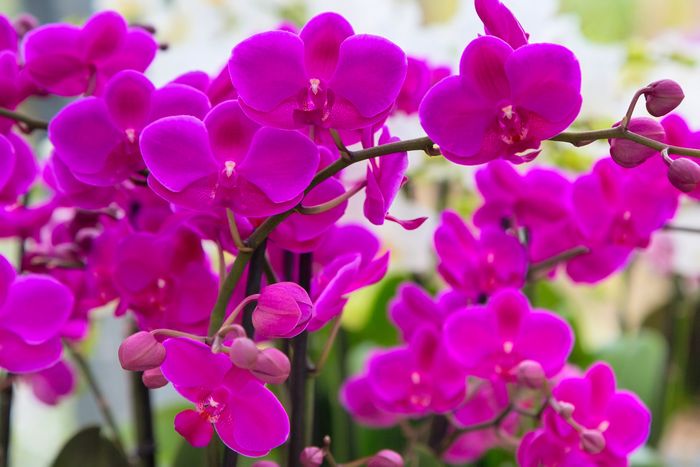 紫色のミニ胡蝶蘭