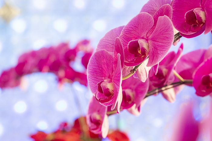 きれいなピンクの胡蝶蘭