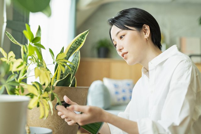 観葉植物インテリア