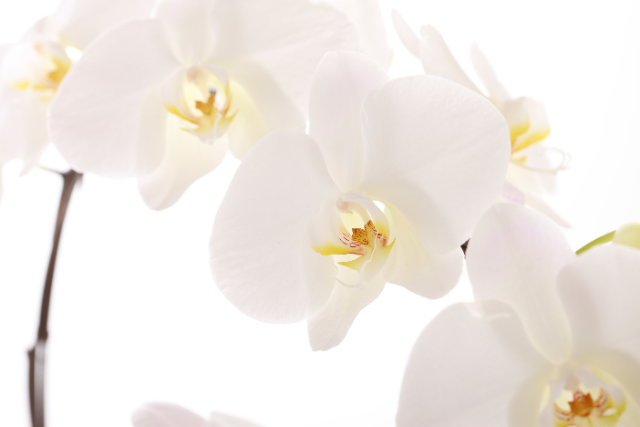 胡蝶蘭をお供え花に。【宗教別】恥をかかない供花のマナーとタブー | アロンアロン