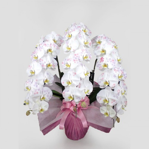 白だけじゃない 開店祝いに贈りたい華やかな胡蝶蘭ベスト3 アロンアロン