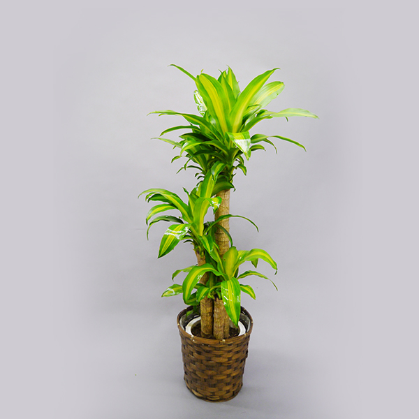発表 開院祝いに人気の観葉植物ランキングベスト5とその魅力 アロンアロン