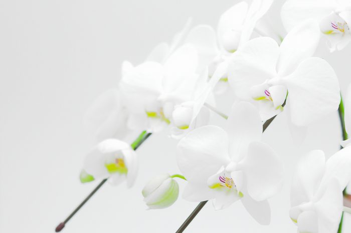白い胡蝶蘭　イメージ