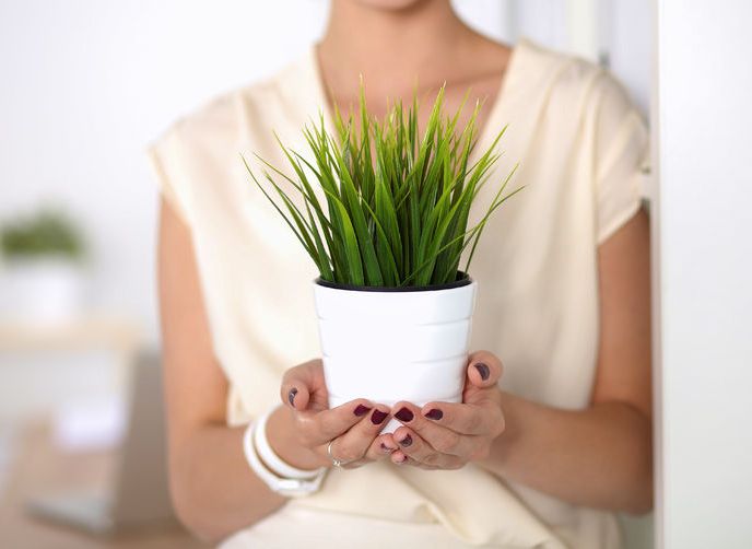 観葉植物をプレゼントする女性