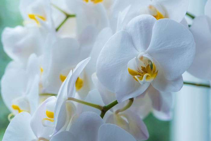 胡蝶蘭の花の病気