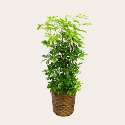 大公開 移転祝いに おすすめの観葉植物6選 と贈り方のポイント アロンアロン 大公開 移転祝いに おすすめの観葉植物6選 と贈り方のポイント アロンアロン