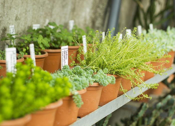 たくさんの観葉植物