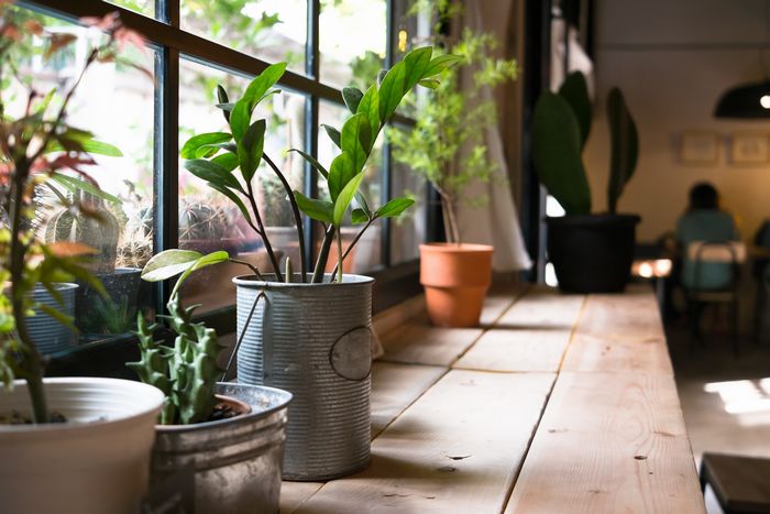 おしゃれな観葉植物