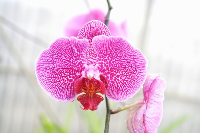 元気な胡蝶蘭の花