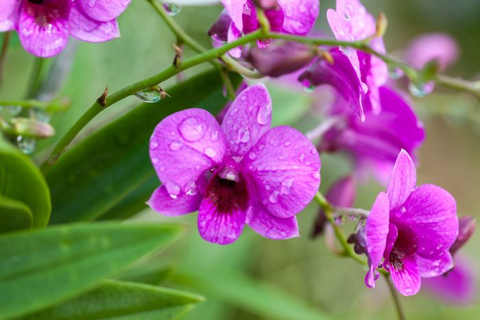 雨に濡れる紫色の胡蝶蘭