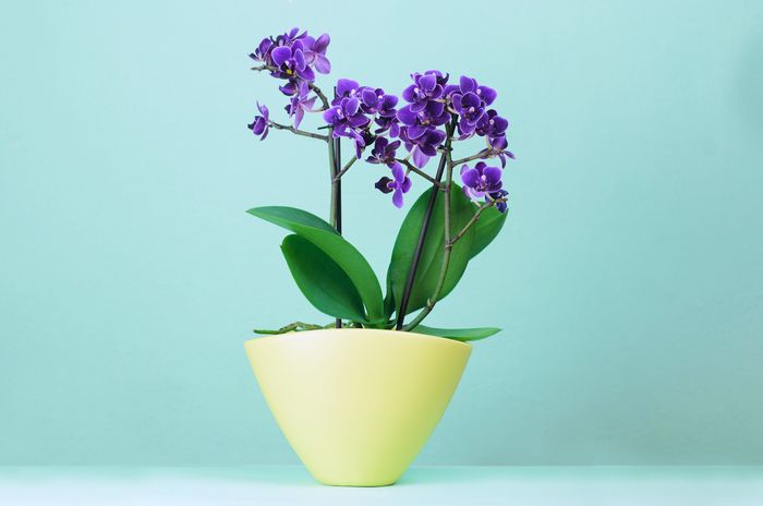 紫の光触媒（造花）の胡蝶蘭