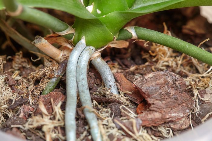 胡蝶蘭を育てるなら知っておくべき 鉢 土 根 肥料 のこと アロンアロン