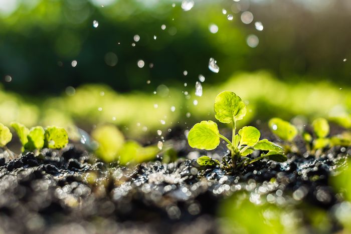 水を浴びる植物の芽