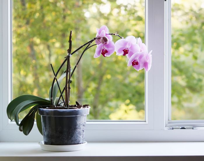 窓際の花が落ち始めた胡蝶蘭