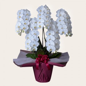 お悔やみの花に胡蝶蘭が選ばれる理由と贈るときに気をつけるポイント アロンアロン