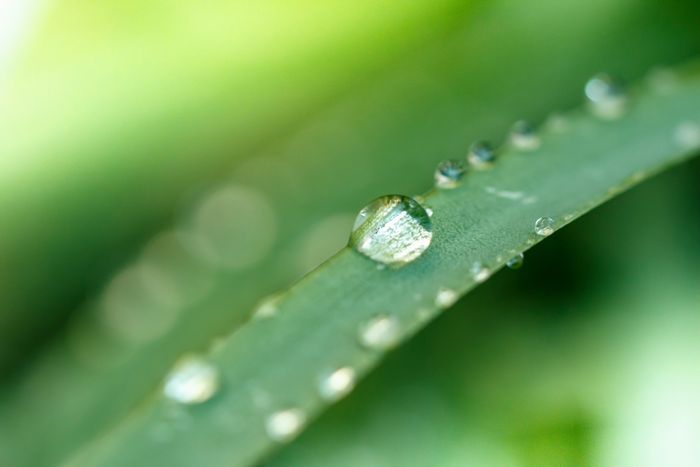 露の乗った植物の葉