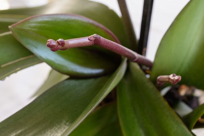 胡蝶蘭の茎のアップ