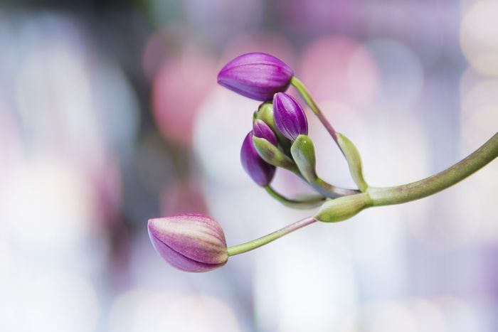 胡蝶蘭の花芽