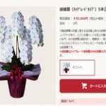 おトクな胡蝶蘭の通販サイトのページ