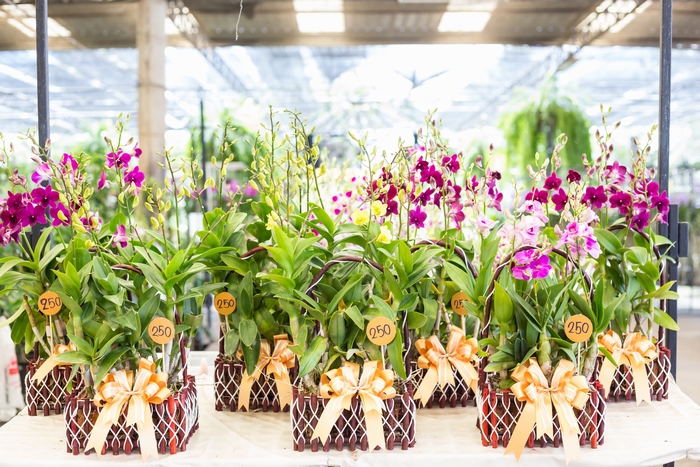 贈答用の胡蝶蘭の花　イメージ