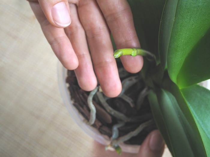 胡蝶蘭の花茎　節目のアップ