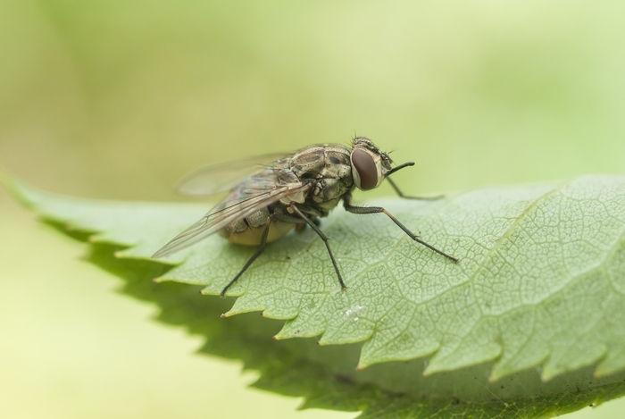 あなたの胡蝶蘭を虫から守る 効果的な害虫駆除 予防対策を解説 アロンアロン