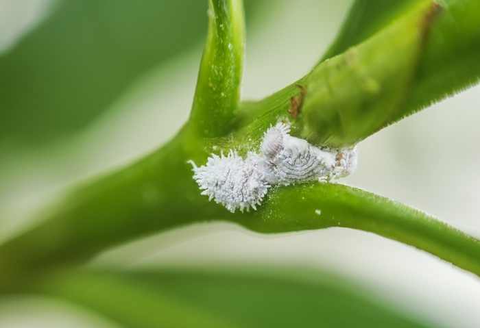 あなたの胡蝶蘭を虫から守る 効果的な害虫駆除 予防対策を解説 アロンアロン