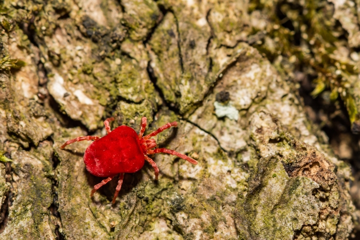 あなたの胡蝶蘭を虫から守る 効果的な害虫駆除 予防対策を解説 アロンアロン