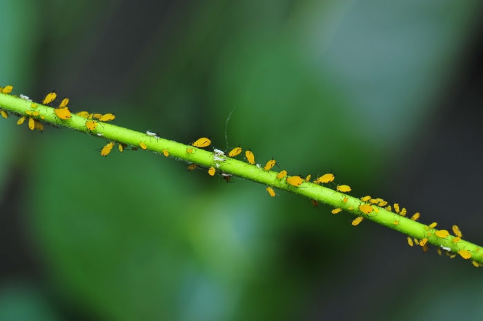 あなたの胡蝶蘭を虫から守る 効果的な害虫駆除 予防対策を解説 アロンアロン