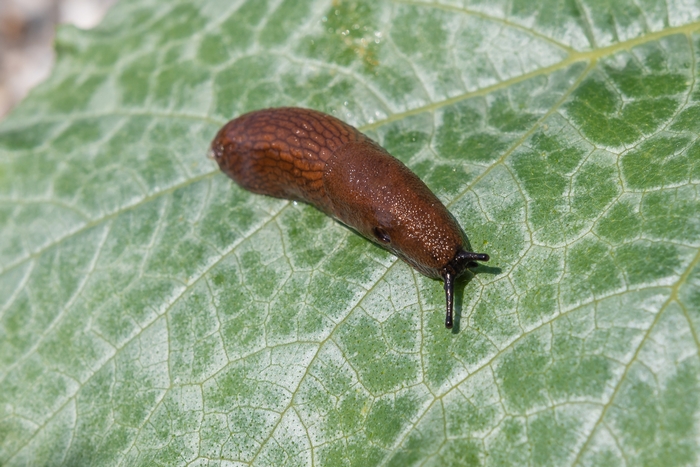 胡蝶蘭についたナメクジ