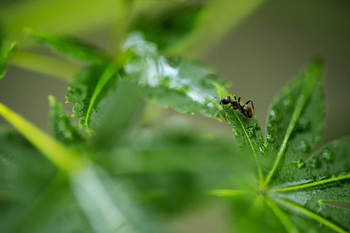 あなたの胡蝶蘭を虫から守る 効果的な害虫駆除 予防対策を解説 アロンアロン