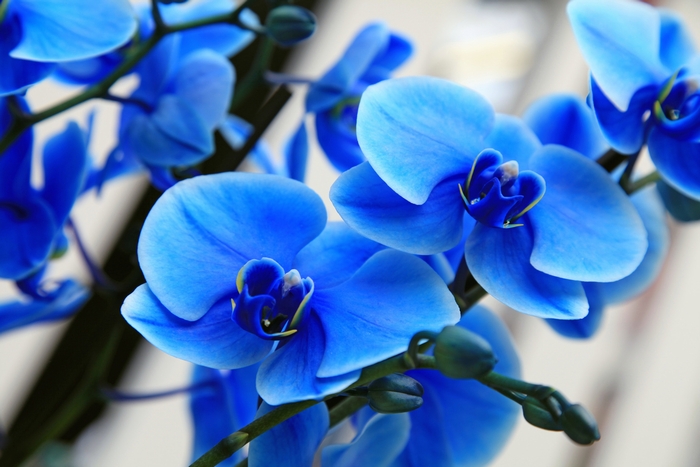 青色のカラー胡蝶蘭