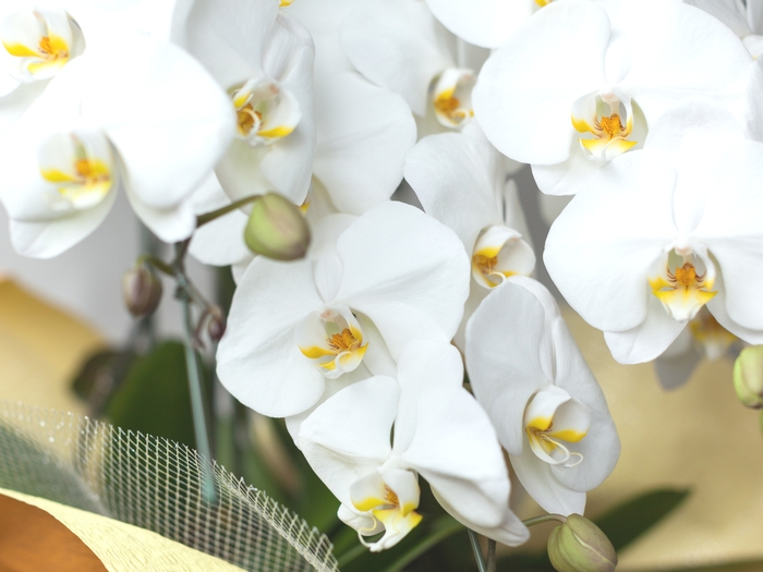 お祝いに贈られた白い胡蝶蘭のクローズアップ