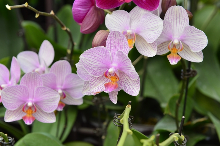 温度管理された胡蝶蘭の花