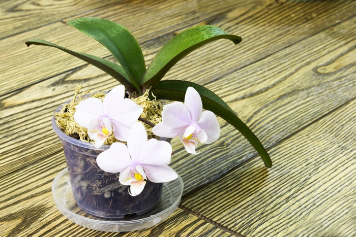 二度目の花が咲いている胡蝶蘭