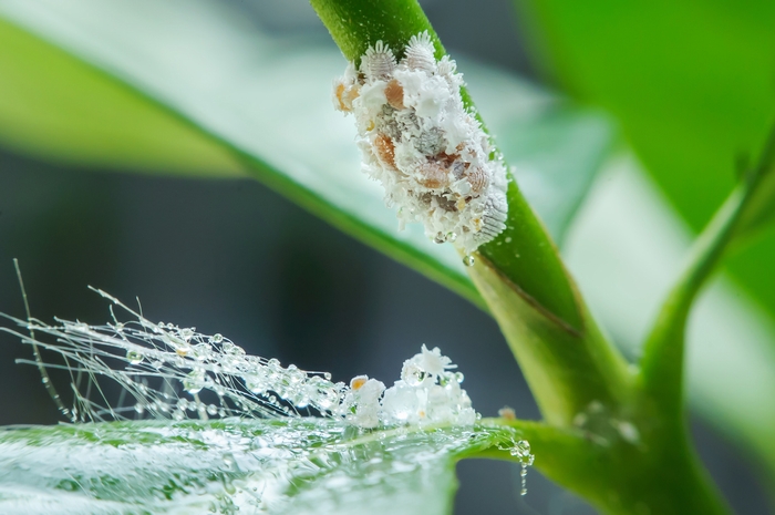 害虫が付着した胡蝶蘭の葉