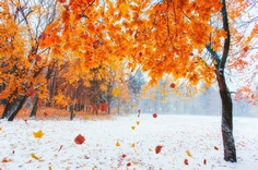 秋と越冬　イメージ