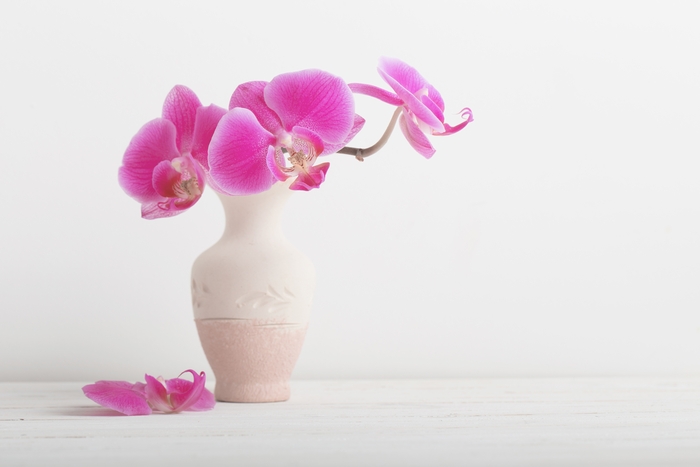 もらった胡蝶蘭はいつまで どこに飾る 適切な飾り方 楽しみ方 アロンアロン