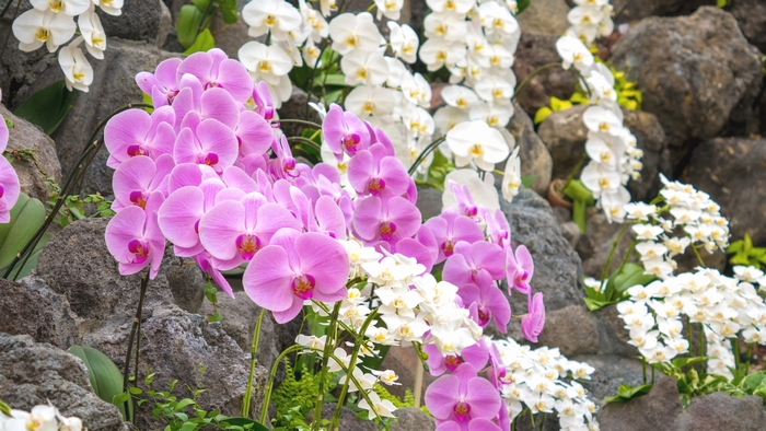 白色とピンク色の胡蝶蘭