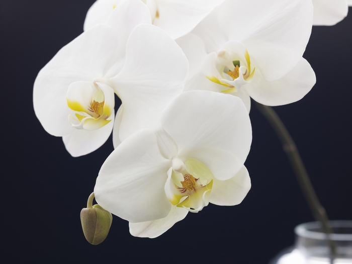 おすすめ贈答シーンとともに知る 胡蝶蘭の色別の花言葉と魅力 アロンアロン