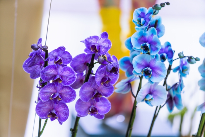 おすすめ贈答シーンとともに知る 胡蝶蘭の色別の花言葉と魅力 アロンアロン