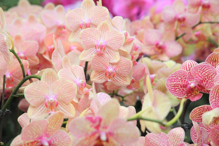 きれいな色の胡蝶蘭