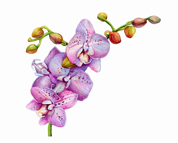 見るだけじゃもったいない 胡蝶蘭の魅力を作品として描いてみよう アロンアロン