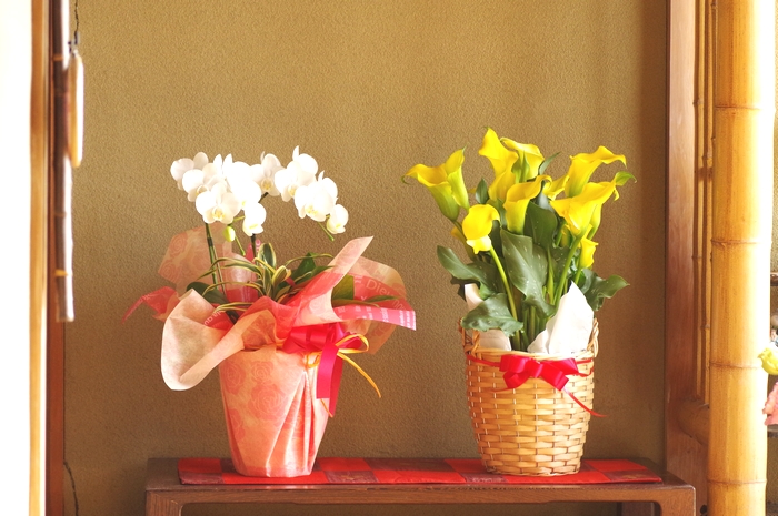 仏前に飾られた供花の胡蝶蘭