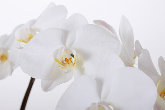 供花に適した白い胡蝶蘭