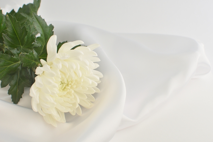 四十九日法要に飾る白い菊　イメージ