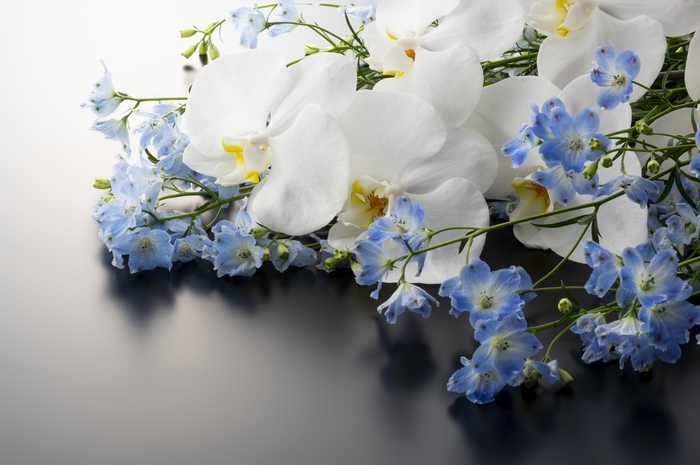 珍しい青い花と胡蝶蘭